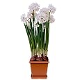 BUY : FEBRUARY Special~ Paperwhite Flowers Growing Kit - Blooms in 30 days! - ~ Fragrant Flowers ~ POT / S