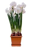 Big Save FEBRUARY Special~ Paperwhite Flowers Growing Kit - Blooms in 30 days! - ~ Fragrant Flowers ~ POT / SAUCER / SOIL / 4 PAPER... by Hirts: Bulbs