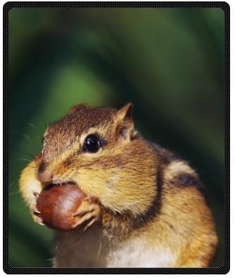 Good Quantity Chipmunk Blanket 50" x 60" Fleece Blanket (Small)