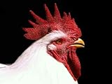 My Rooster - Peel and Stick Wall Decal by Wallmonkeys