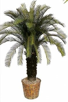 40" Plastic OUTDOOR Cycas Palm Plant
