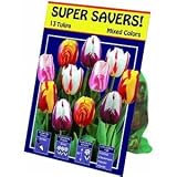 TotalGreen 72405700 Tulip Bulbs