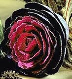 Sunset Flowering Kale 20 Seeds - SALE* - Annual