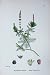 Spiked Water Milfoil Botany Plants C1902 Myriophyllum