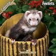 FERRETS 2011 Wall Calendar