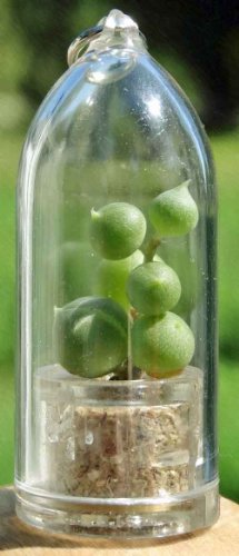Pearls - Live Succulent Terrarium Flower - Boo-Boo Plant - Pearls - Live Succulent Terrarium Flower - Boo-Boo Plant -