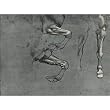 Leonardo da Vinci (Study on horses trampled) Art Poster Print - 11x17