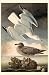 Herring Gull - Movie Poster / Print -- Custom Framing Available