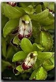 Linda Shier Wet Orchids 13 x 19 Glossy Print