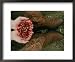 A pair of hands holds wild strawberries between a pair of cowboy boots Costume & Fashion Framed Art Poster Print by Annie Griffiths Belt, 22x18