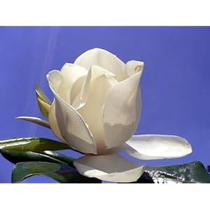 Southern Magnolia grandiflora - Bonsai/Oudoors - Fragrant - Potted