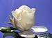 Southern Magnolia grandiflora -Bonsai/Oudoors- Fragrant