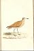 Cream Coloured Courser Meyer H/c Birds 1842-50