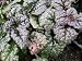 Ajuga reptans 'Burgandy Glow' - Bugleweed