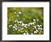Meadow Saxifrage & Meadow Buttercups (Ranunculus Acris), UK Framed Art Poster Print by Mark Hamblin, 22x18