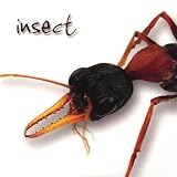 Insect thumbnail