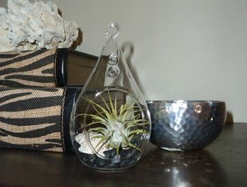 Pear Shape Glass Terrarium with Air Plant Kit with Pebbles, Rock, Shell, and Twine