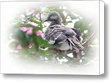 Baby Bird in Crape Myrtle Tree Canvas Print / Canvas Art - Artist Linda Phelps