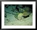 Blue Spotted Sting Ray, Ras Mohammed, Red Sea Framed Art Poster Print by Gerard Soury, 31x25