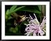 A Hummingbird Sphinx Moth Sticks out its Tongue to Eat from a Flower Animals Framed A...