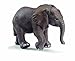 African Elephant Calf