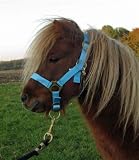 Nylon Halfter 2-fach verstellb Shetty himmel-blau