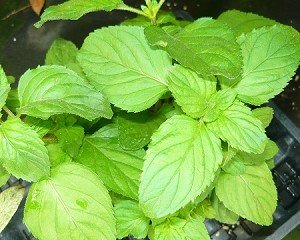 Georgia Apple Mint Live Plant