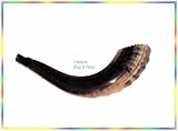 Amazing 16 Moroccan Kosher Rams Shofar