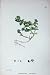 Botany Plants C1902 Sea Purslane Alsine Peploides