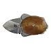 Ashworth Turtle, Polished Frame, Golden Brown Scales