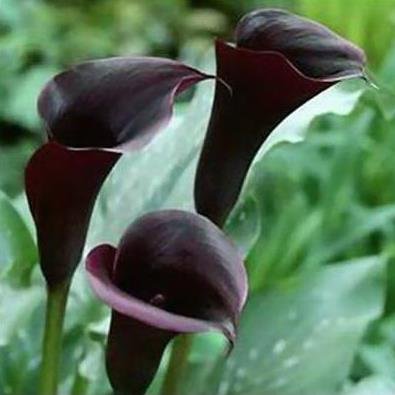 10 psc Black Prince Calla Lily Bulbs 10 psc Black Prince Calla Lily Bulbs