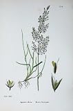 Botany Plants C1902 Brown Bent-Grass Agrostis Canina