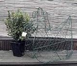 Eigenschaften tropical-world  / Buxus-Figur Huhn grün 42 cm