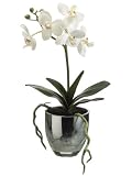 Pack of 2 Artificial Silk Cream Phalaenopsis Orchid Plants with Glass Vases 14