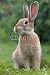 Wallmonkeys Peel and Stick Wall Decals - Rabbit - Removable Graphic