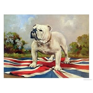 British Bulldog Stretched Canvas Poster Print
