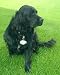 IONIC PET PURIFIER (622) - ELIMINATE PET SMELLS NATURALLY!