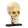 National Geographic The Human Skull