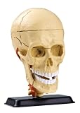 National Geographic The Human Skull