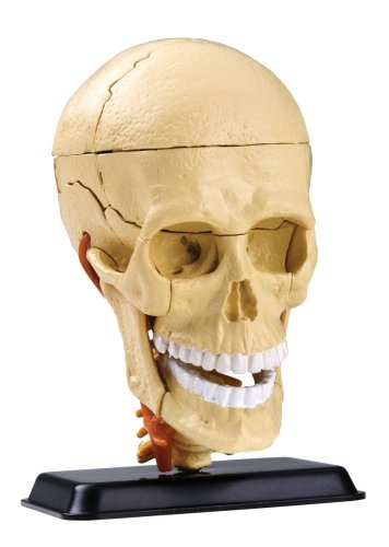 Childrens Toyshop  Third Party New : National Geographic The Human Skull