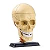 Human Skull