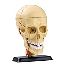 National Geographic The Human Skull