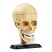 National Geographic The Human Skull