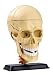 Toys : National Geographic The Human Skull