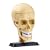 National Geographic The Human Skull