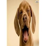 10 Tips to Feed your Dog