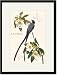 Black Framed/Matted Print 17x23, Fork-Tailed Flycatcher