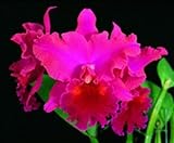 Blc Yonges Island 'Newberry'