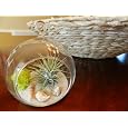 BUY : Mother's Day Air Plant Tillandsia with Hanging Glass Globe and Seashells Kit Great Little Houseplant By Hinterland Trading