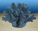 HELIPORA COERULEA 2